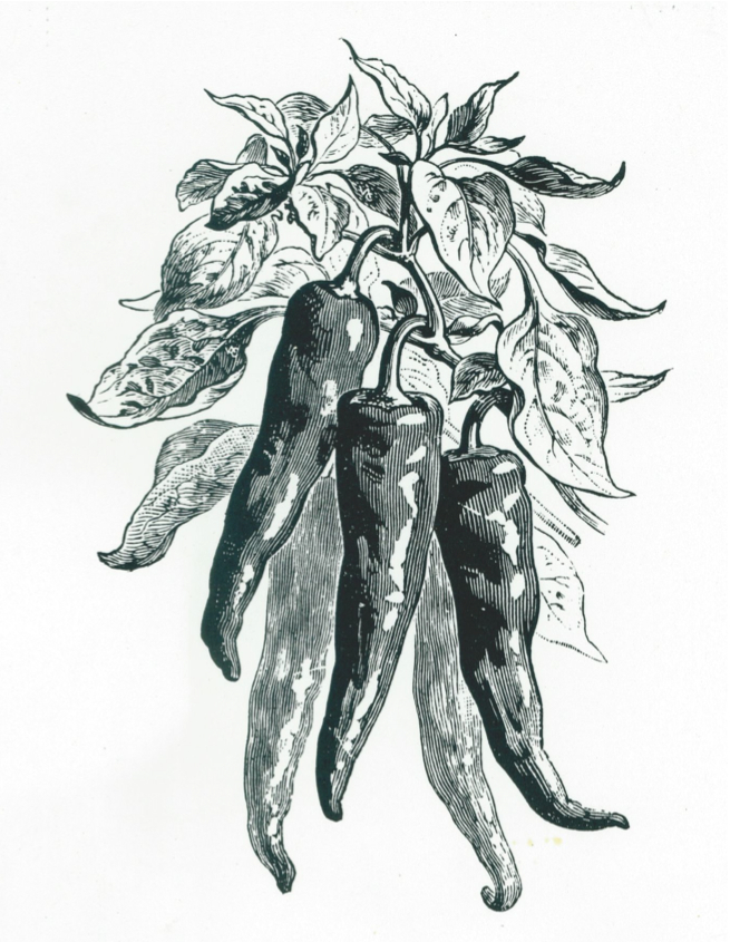 Early Illustration of a Mexican Cayenne Type